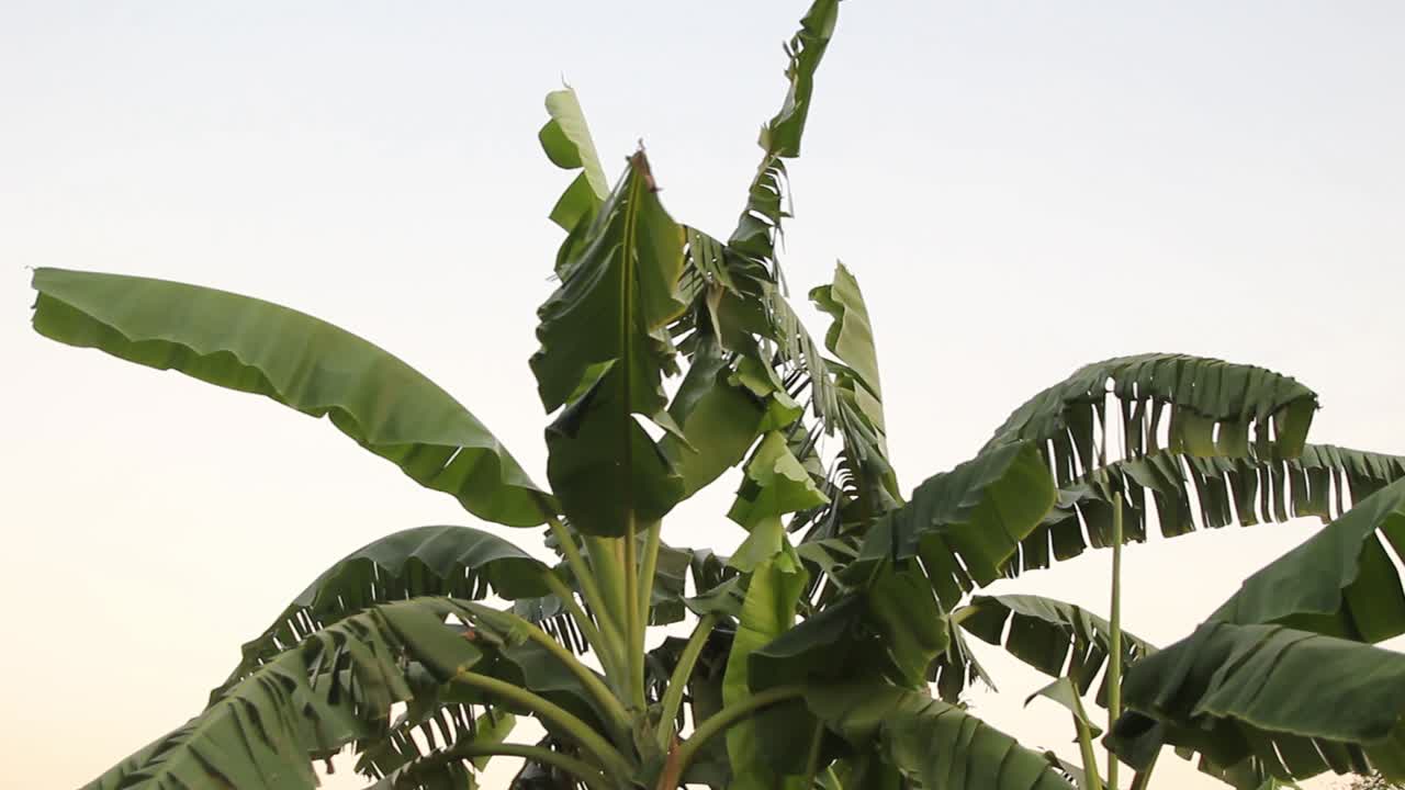 바람에 날리는 야자수의 녹색 잎, 정적 샷