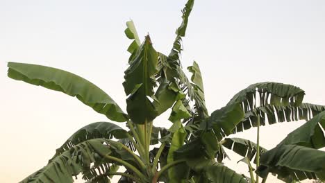 hojas verdes de palmeras que soplan en el viento, tiro estático
