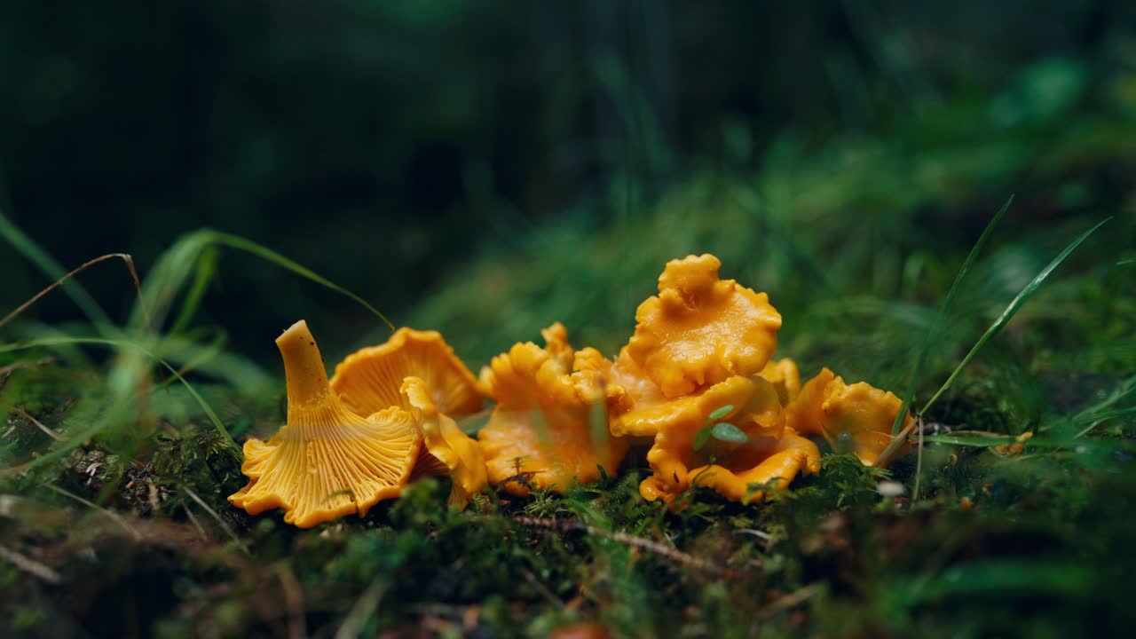 Primo piano di un fungo finferlo a Indre Fosen, Norvegia.