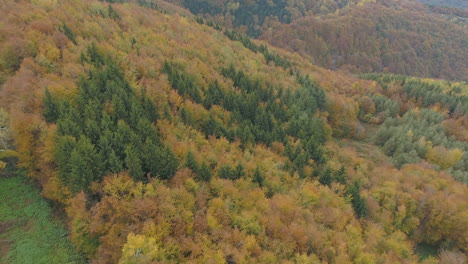 Antena:-Vuelo-Sobre-Una-Espesa-Extensión-De-Pinos-De-Colores-Otoñales,-Bulgaria