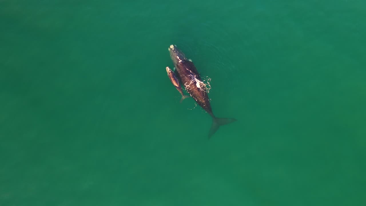 남아프리카공화국 피쉬후크의 가짜 만에 있는 남방긴수염고래와 갓 태어난 송아지의 공중 전망