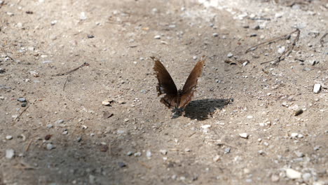 Old-Butterfly-On-The-Ground-Outdoor-Flies-Away-On-A-Sunny-Day
