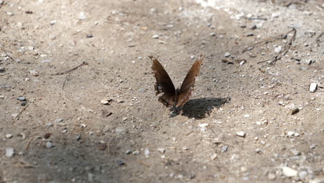 la vieja mariposa en el suelo al aire libre se va volando en un día soleado