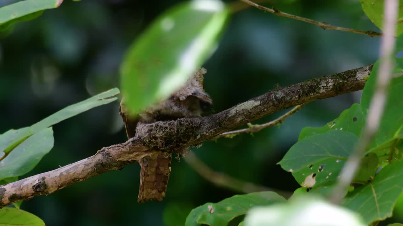 javan frogmouth 또는 horsfield의 frogmouth는 태국 및 기타 아시아 국가에서 발견됩니다.