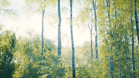 white birch trees in the forest in summer