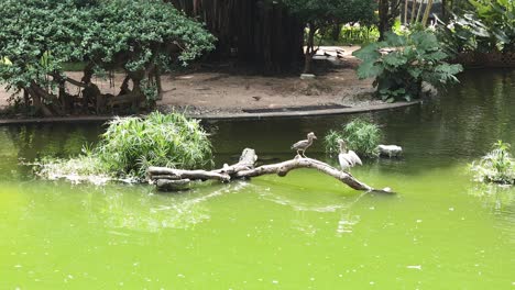 heron perched on branch in serene pond