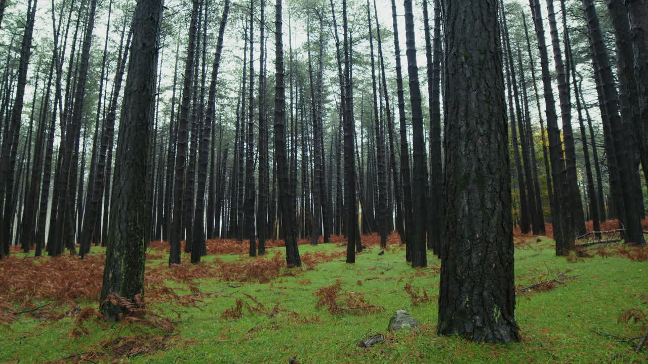 Foresta con alti tronchi d'albero nel paesaggio italiano