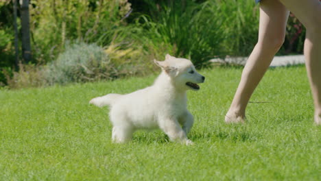 A-child-and-a-puppy-are-running-along-the-lawn-in-the-backyard-of-a-house.-Fun-holidays-with-your-favorite-pet