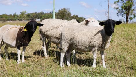 ovejas y corderos interactuando en un campo de hierba