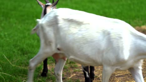 Goats-herd-on-sunny-day-resting-in-the-farm-meadow