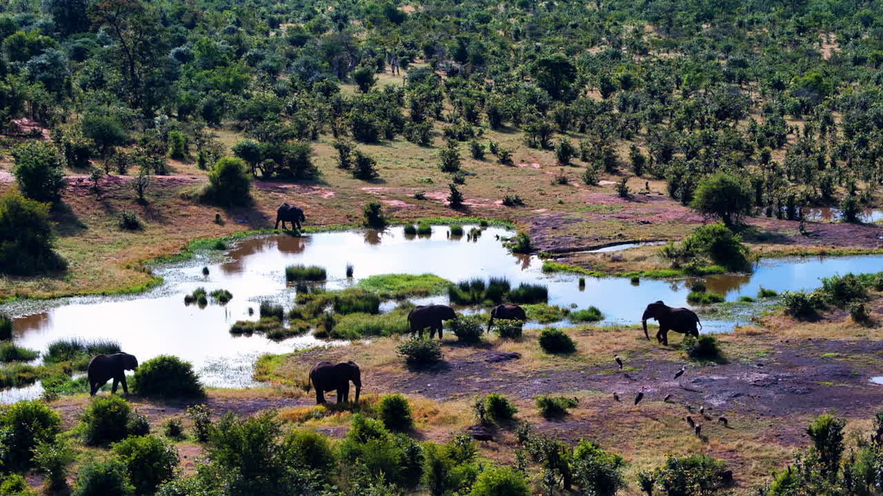 An aerial view of an elephant family gathering at a marshy watering hole