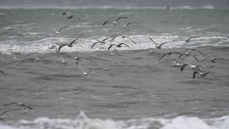 colonia de gaviotas se deslizan cerca de olas tormentosas grises en la playa holandesa