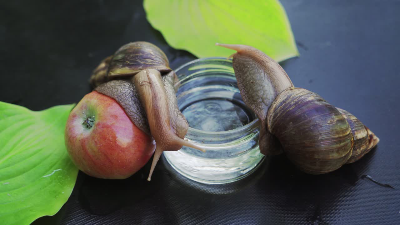 Two Giant African land snails crawling. Snail sitting on apple.