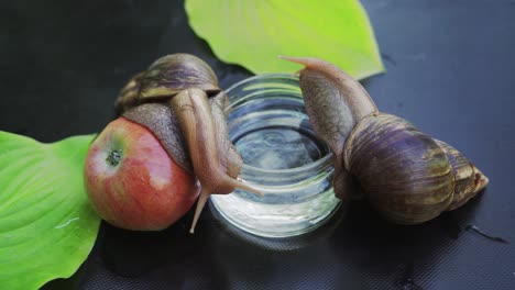 two giant african land snails crawling. snail sitting on apple.