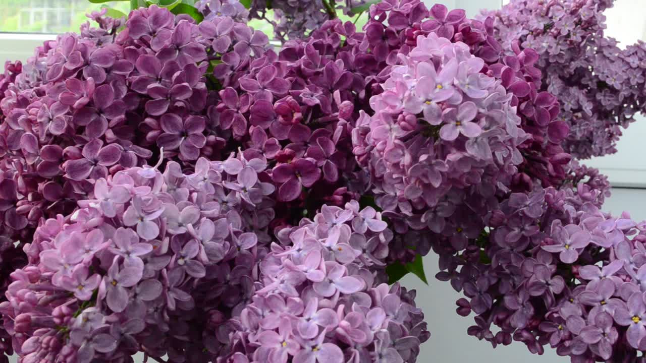 Букет сирени. Букет сирени весной