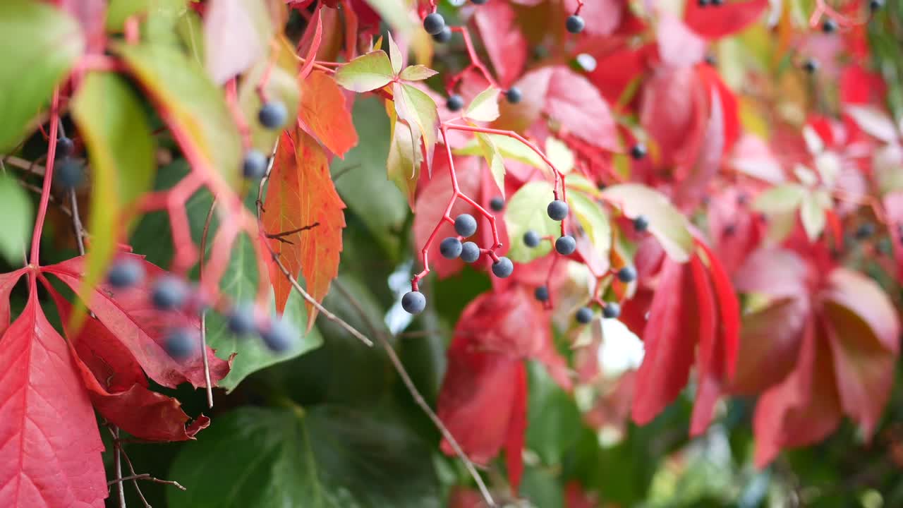Autumnal Vine with Berries