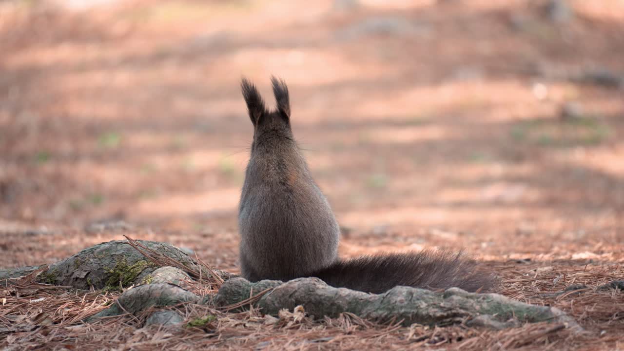 ardilla gris euroasiática comiendo nueces de pino sentada en el césped con hojas caídas - vista trasera