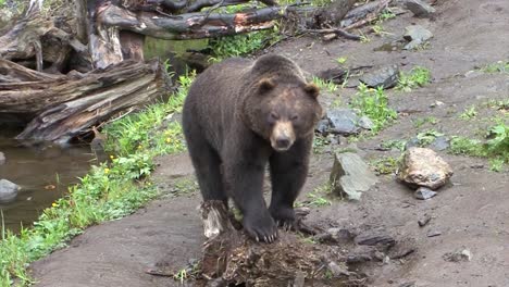 oso negro caminando lentamente por la orilla del río en alaska