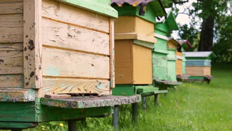 static view of a queen bee leaving a wooden hive in a field