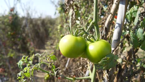 tomates verdes en la planta
