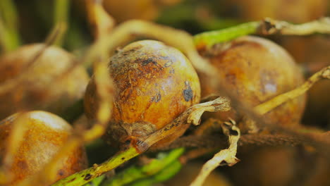 rack focus close up shot to coyol palm fruit, prepared to produce oil