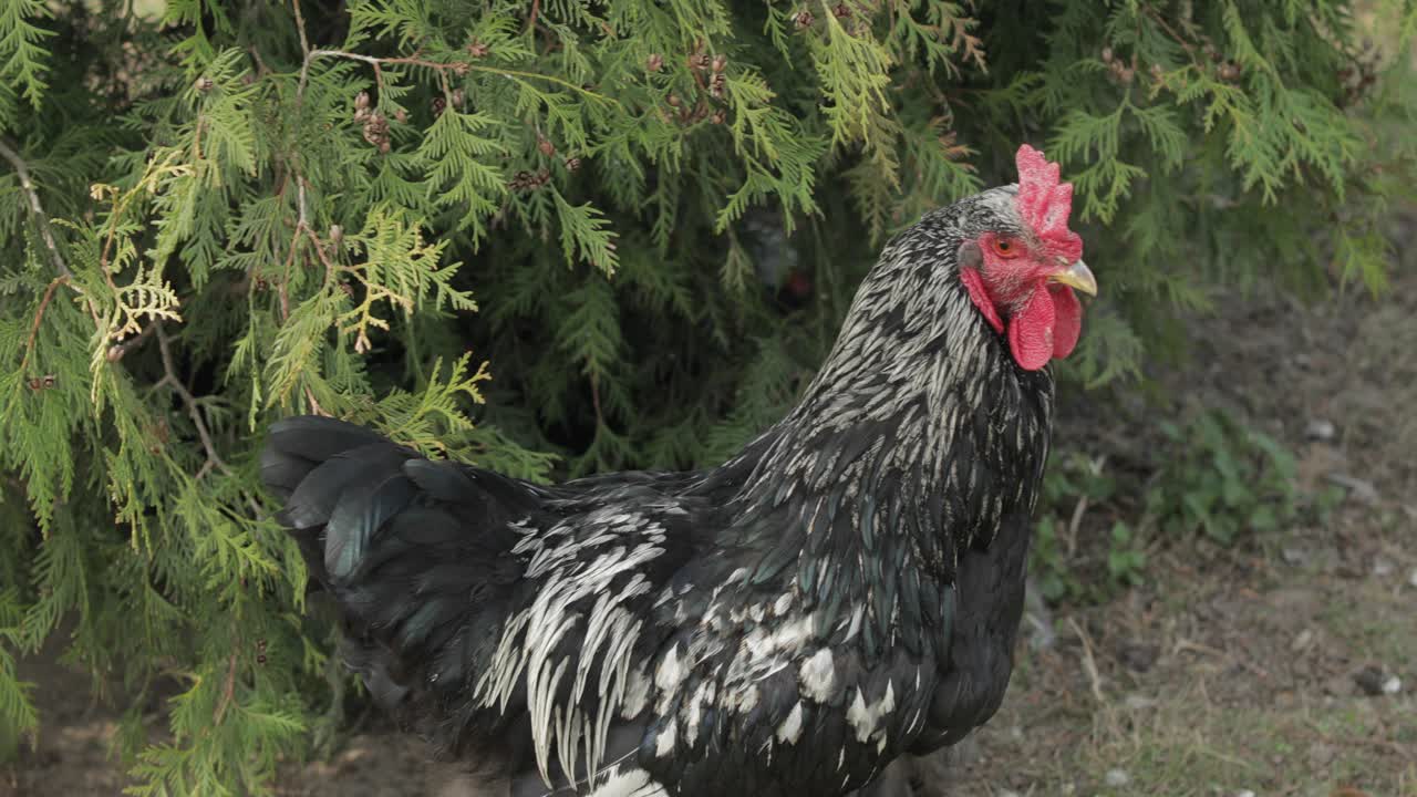 gallo en el patio cerca del árbol. toma de primer plano. gallo negro en el pueblo