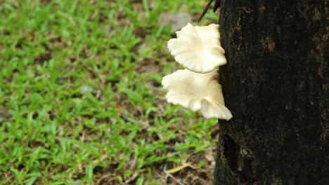 La-Seta-De-Ostra-Blanca-Crece-En-Un-árbol