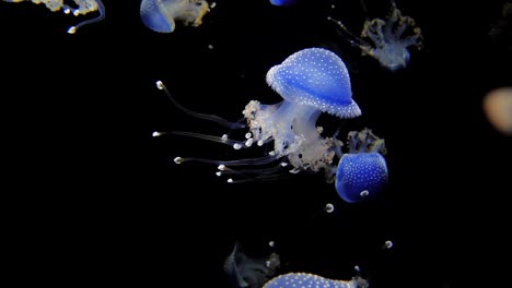 some blue, white spotted rhizostoma jellyfish dancing in the water against a black background