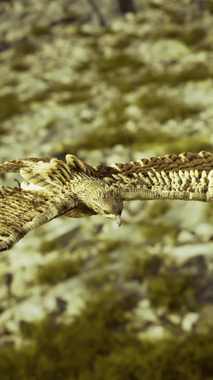 Majestic hawk soaring above rugged mountain terrain during golden hour