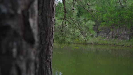 Close-up-of-tree-branch-with-a-pond-in-the-background