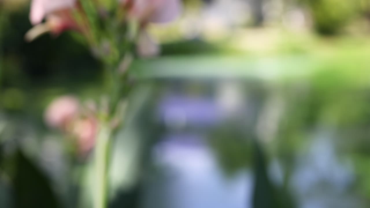 flores de lirio de canna rosas en un jardín