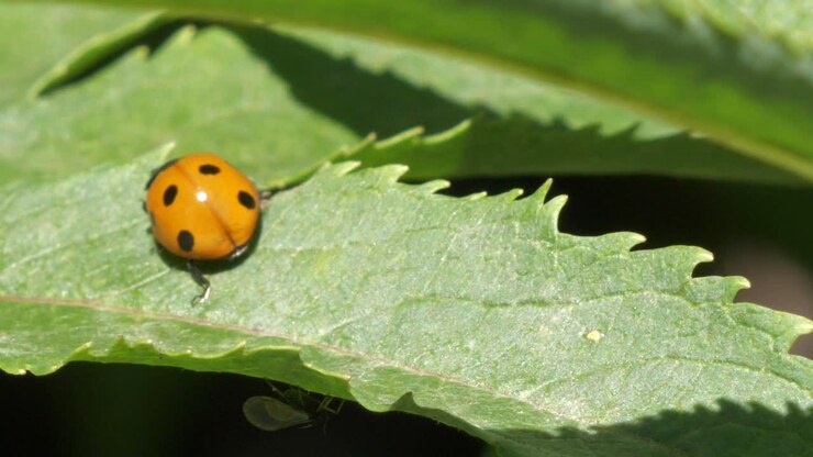 Una coccinella cammina su una foglia verde e vola via.