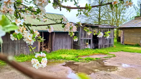 blooming apple tree branch with rustic shed and puddle on ground in spring