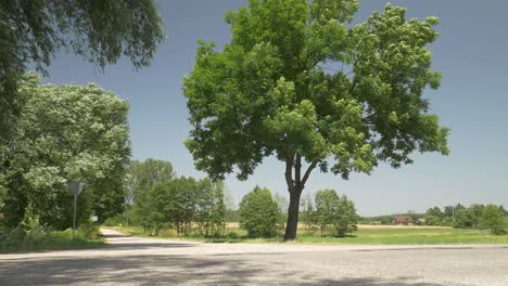 young man driving diy electric skateboard below big green tree on a sunny day