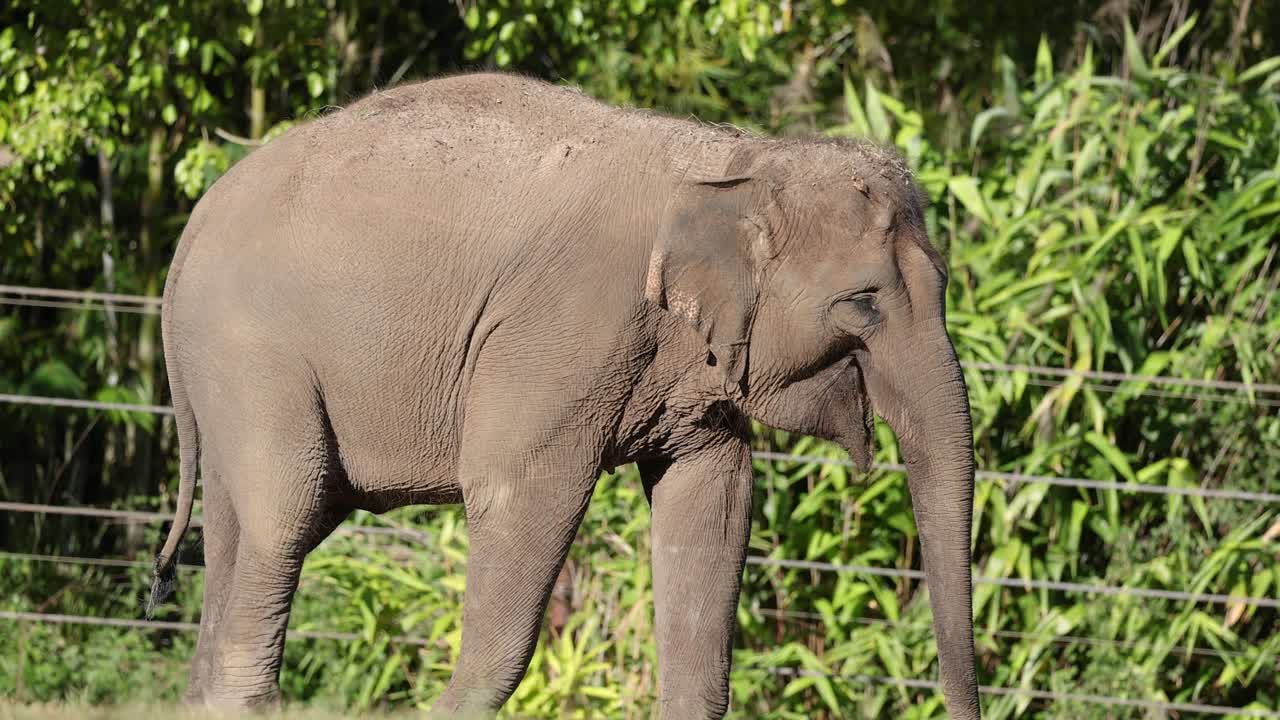 un elefante asiático caminando en una zona de hierba