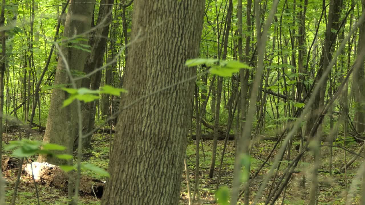 Red fox, Vulpes vulpes species, walking through a green woodland