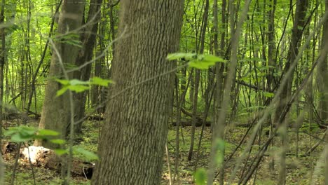 red fox, vulpes vulpes species, walking through a green woodland