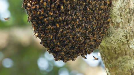 colmena colgando de un árbol lleno de abejas