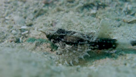 Adult-Slender-Seamoth-Moves-Eyes-Rapidly-Camouflaged-Benthic-Ocean-Creature