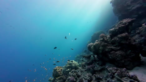 Aufnahme-Von-Fischen,-Die-Beim-Tauchen-In-Sharm-El-Sheikh,-Ägypten,-Am-Korallenriff-Entlang-Schwimmen