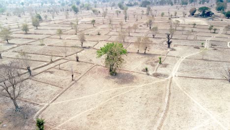 Dry-season-dead-tree-on-barren-smog-filled-arid-rice-paddy,-north-Asia-desolate-landscape