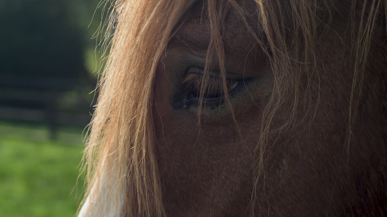 Majestic Horse: Detailed Shot of Eye, Lashes, and Forelock