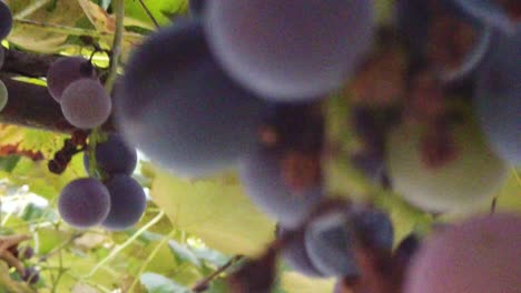 Close-up-shot-of-ripe-grapes-hanging-with-green-leaves-around