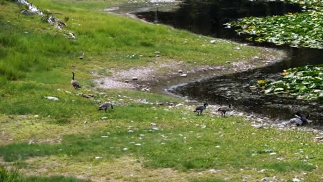 Zeitlupen-naturlandschaftsaufnahme-Einer-Kleinen-Schar-Gänse-Am-Ufer-Des-Ruhigen-Reiherteiches-Bei-Einer-Wanderung-Im-Grand-Tetons-National-Park-An-Einem-Warmen-Sommertag-In-Der-Nähe-Von-Jackson-Hole,-Wyoming,-Usa