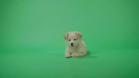 full view of a white dog laying down in the green screen studio then walking away