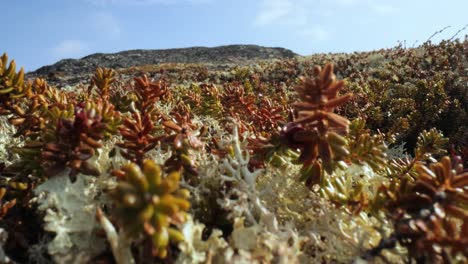 Arctic-Tundra-lichen-moss-close-up.-Found-primarily-in-areas-of-Arctic-Tundra,-alpine-tundra,-it-is-extremely-cold-hardy.-Cladonia-rangiferina,-also-known-as-reindeer-cup-lichen.