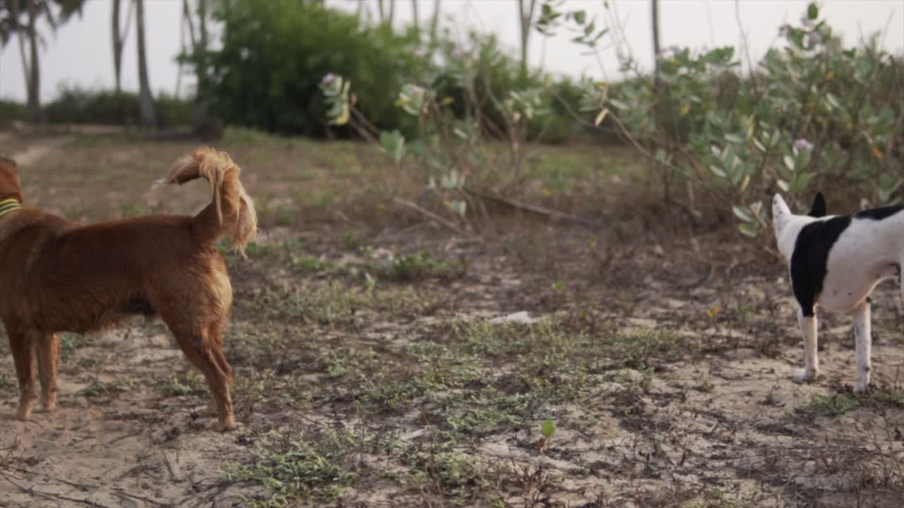 갈색과 색의 개가 자연에서 산책하고 있습니다.