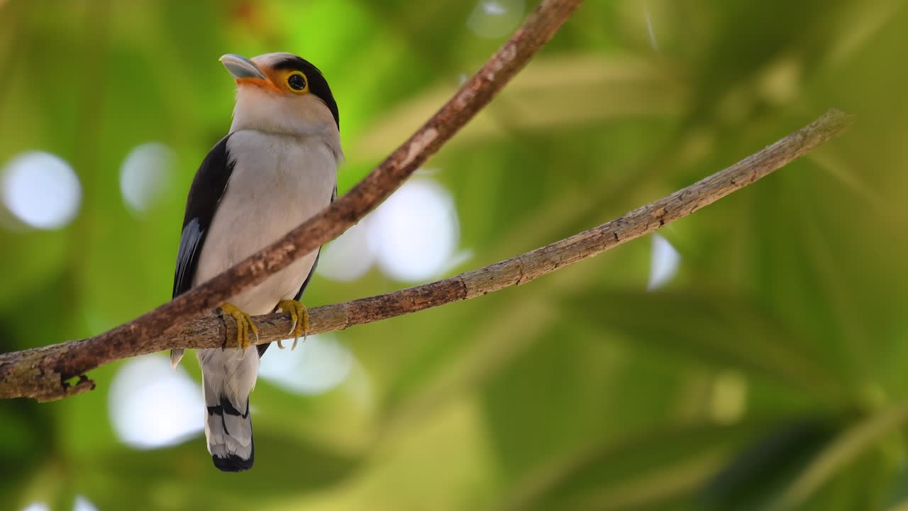 The Silver-breasted Broadbill is a famous bird in Thailand, both local and international