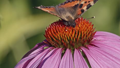 small tortoiseshell butterfly sipping nectar from purple coneflower - macro