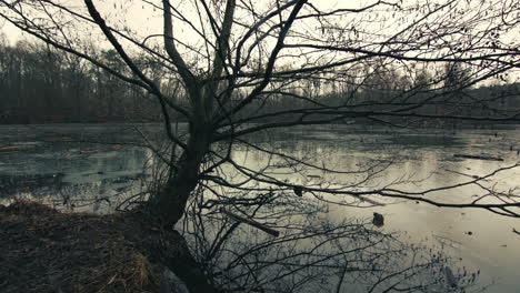 slowly approaching a bare tree